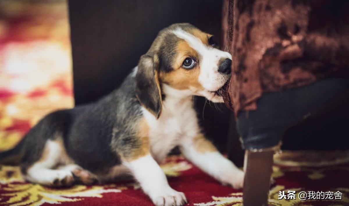 为什么比格犬很少人养（分享比格犬图片）