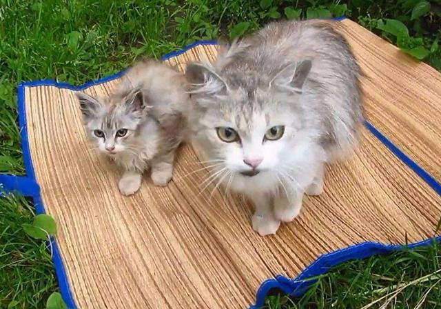 猫会吃自己的孩子吗（母猫吃掉小猫预示着什么）