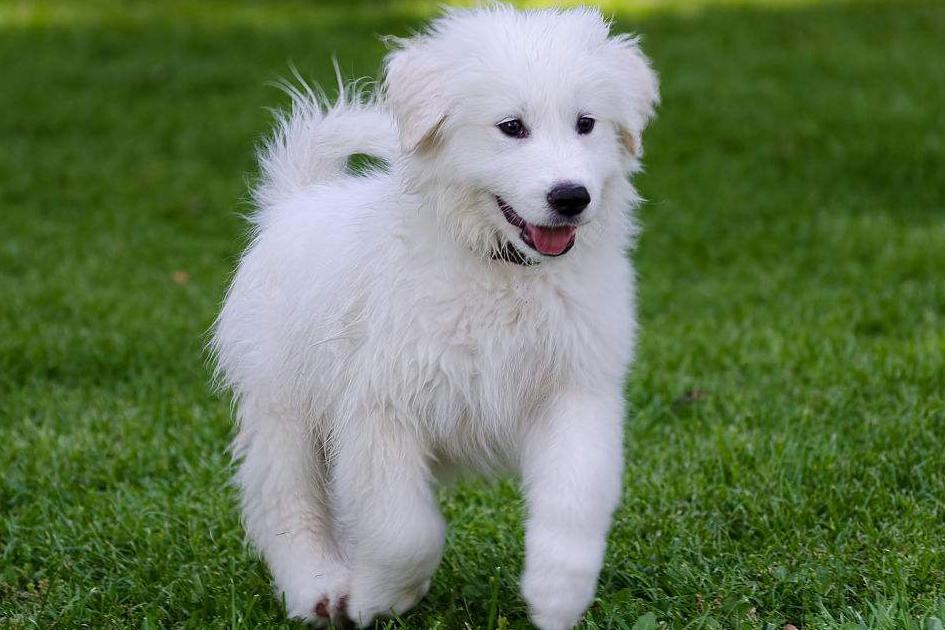 白熊犬怎么养才好呢