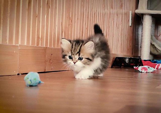 猫会吃自己的孩子吗（母猫吃掉小猫预示着什么）