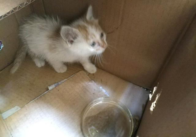 猫会吃自己的孩子吗（母猫吃掉小猫预示着什么）