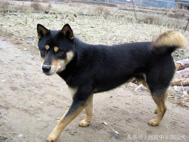 四眼土狗长大的样子图片大全（家里养中华田园犬四眼狗吉利吗）
