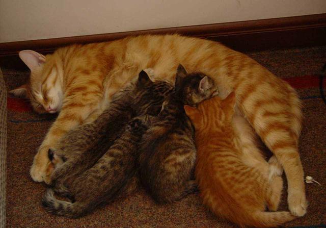 猫会吃自己的孩子吗（母猫吃掉小猫预示着什么）