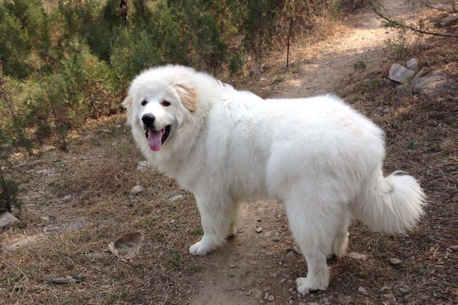 白熊犬怎么养才好呢（附：白熊犬饲养注意事项及特征）