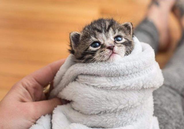 猫会吃自己的孩子吗（母猫吃掉小猫预示着什么）