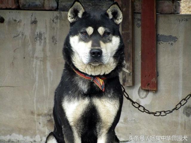 四眼土狗长大的样子图片大全（家里养中华田园犬四眼狗吉利吗）