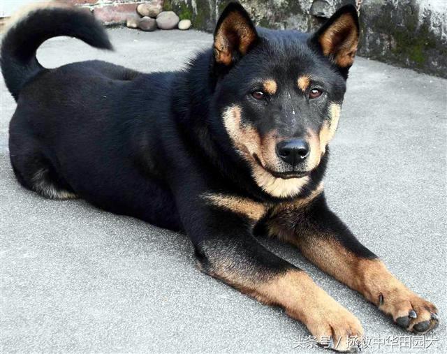 四眼土狗长大的样子图片大全（家里养中华田园犬四眼狗吉利吗）