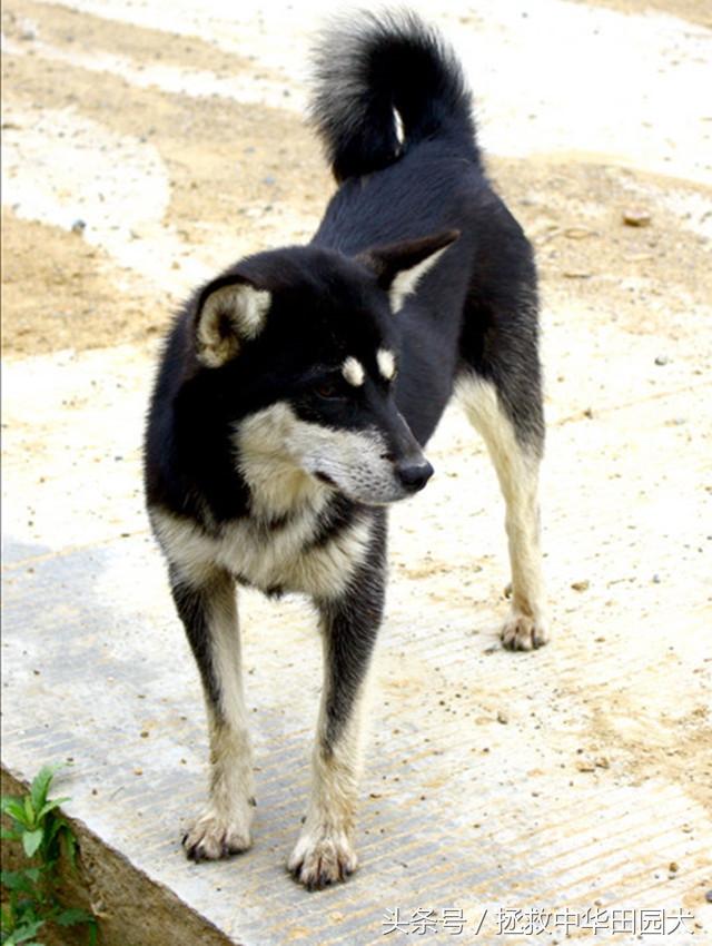 四眼土狗长大的样子图片大全（家里养中华田园犬四眼狗吉利吗）
