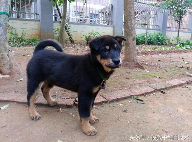 四眼土狗长大的样子图片大全（家里养中华田园犬四眼狗吉利吗）