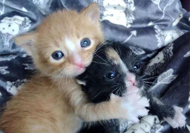 猫会吃自己的孩子吗（母猫吃掉小猫预示着什么）