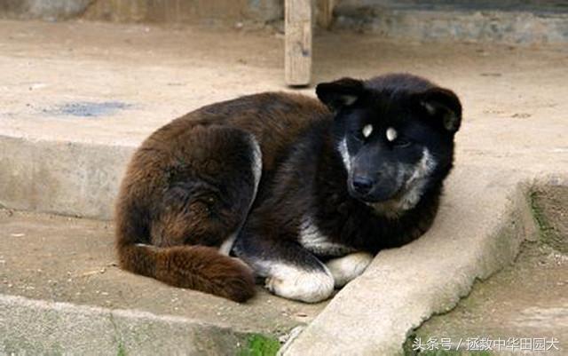 四眼土狗长大的样子图片大全（家里养中华田园犬四眼狗吉利吗）
