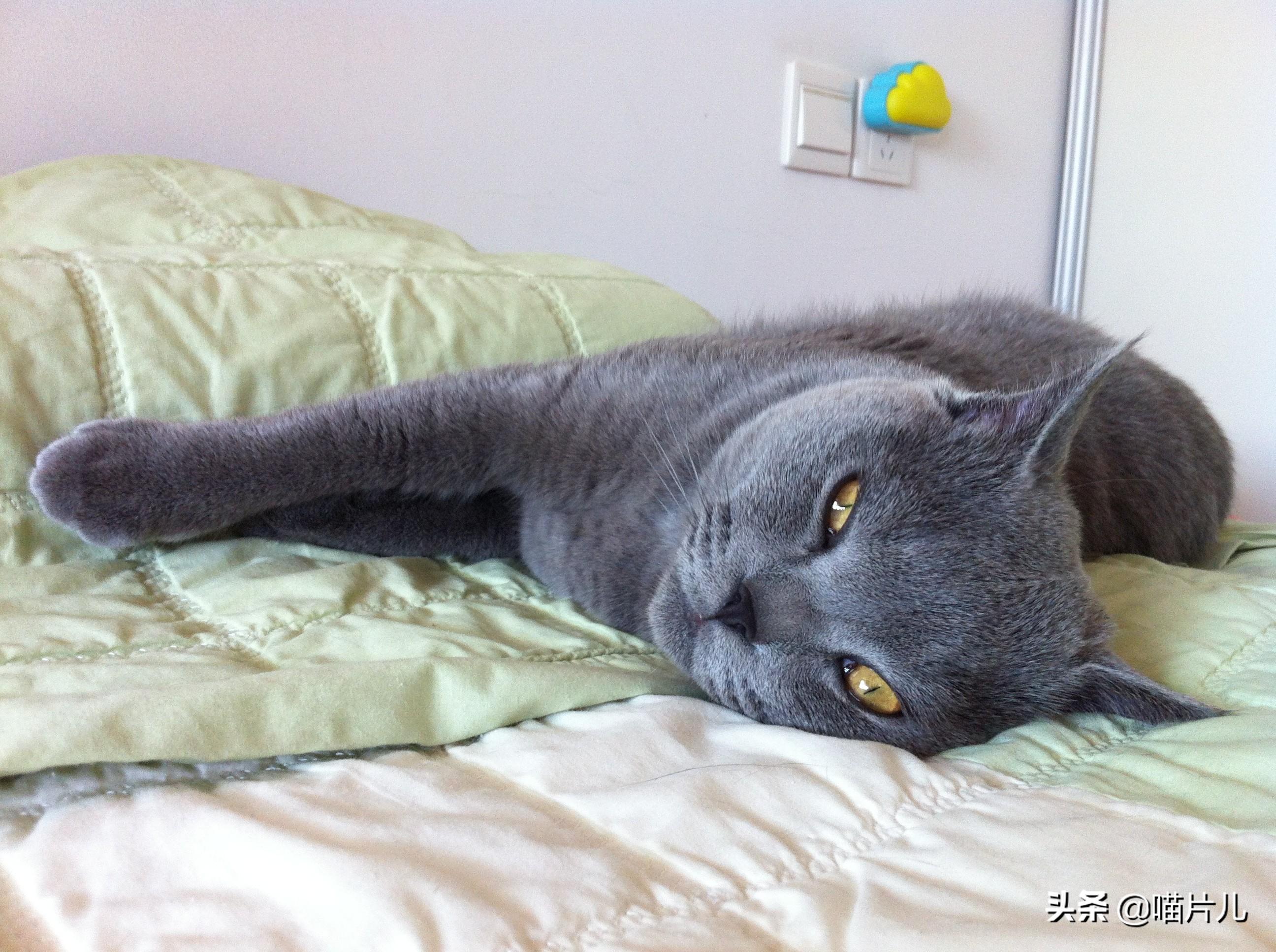 幼猫吃喝正常突然死亡的原因（幼猫吃喝正常突然死亡吐了一身）