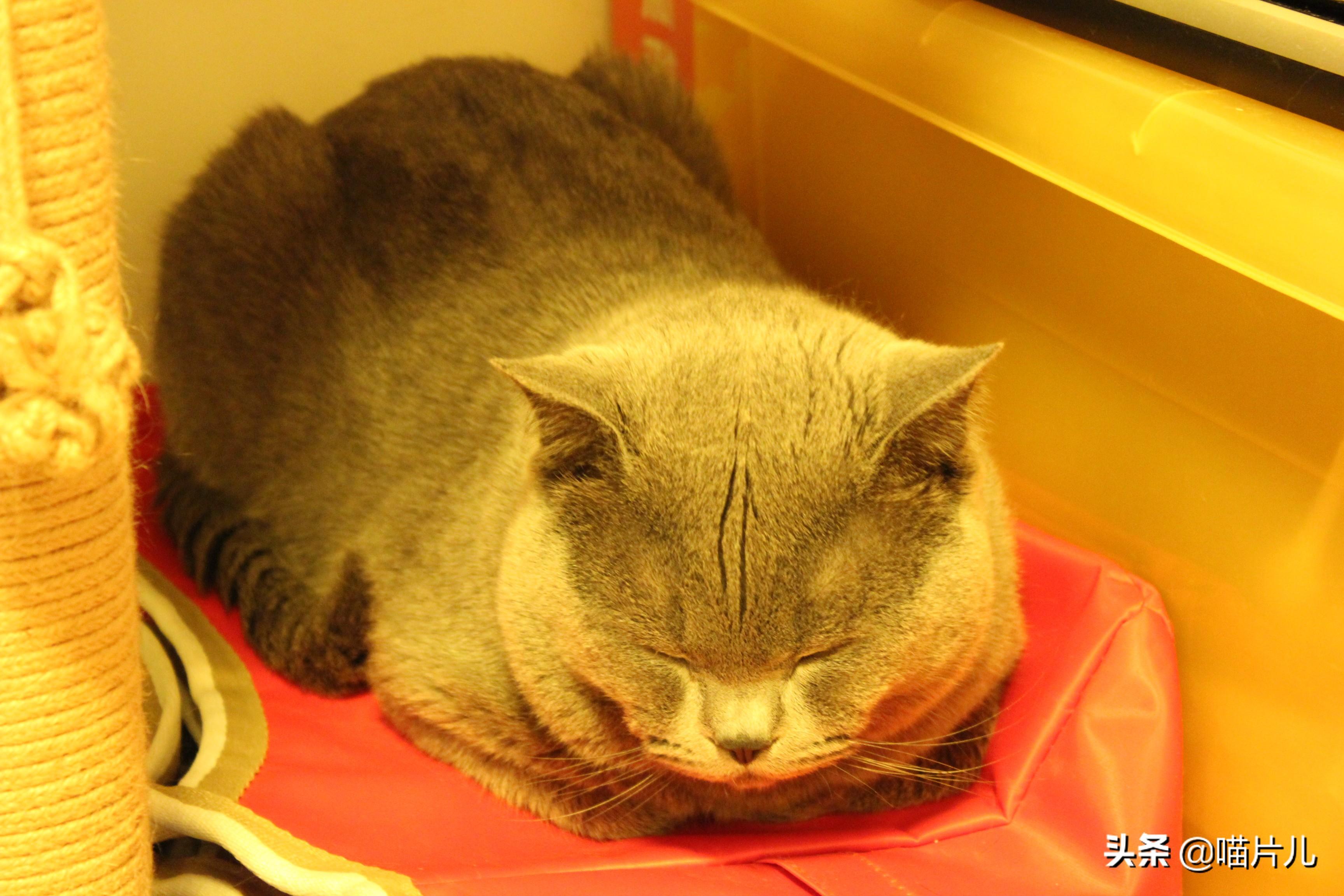 幼猫吃喝正常突然死亡的原因（幼猫吃喝正常突然死亡吐了一身）