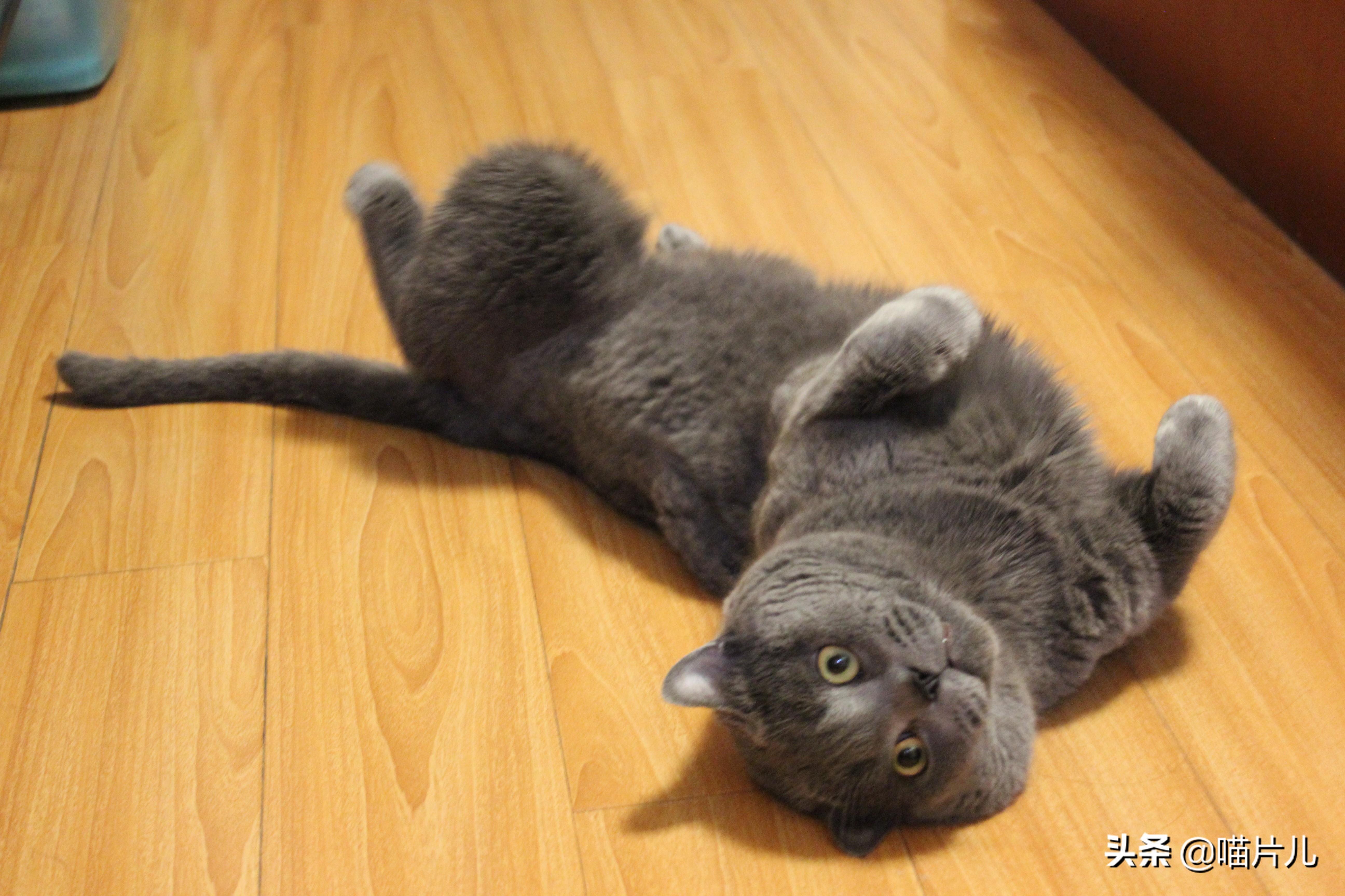 幼猫吃喝正常突然死亡的原因（幼猫吃喝正常突然死亡吐了一身）