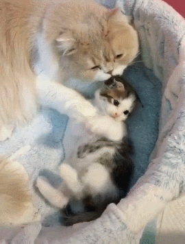 猫爸爸会不会伤害小猫呢