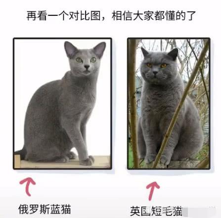 汤姆是什么品种的猫（汤姆猫图片）