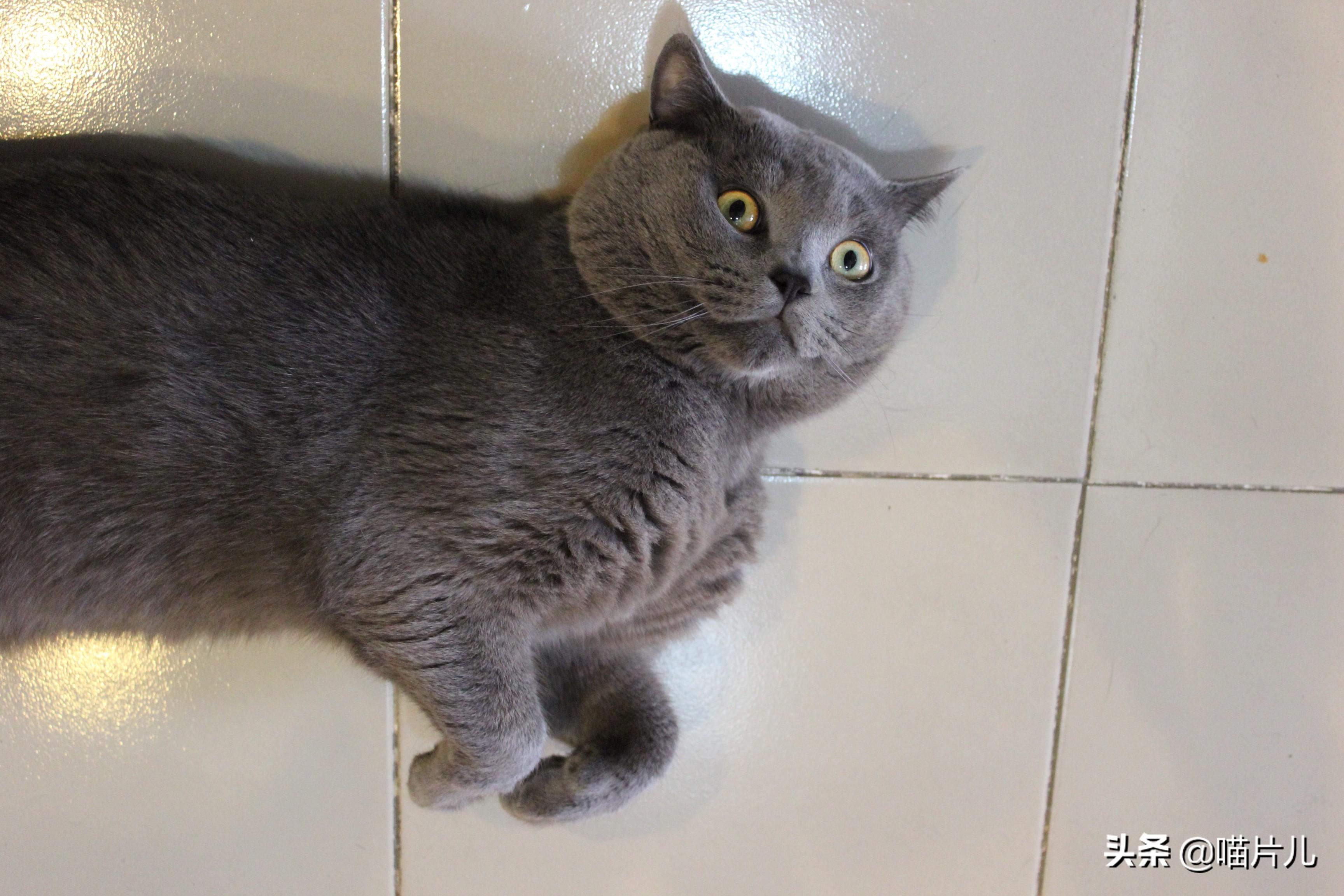 幼猫吃喝正常突然死亡的原因（幼猫吃喝正常突然死亡吐了一身）