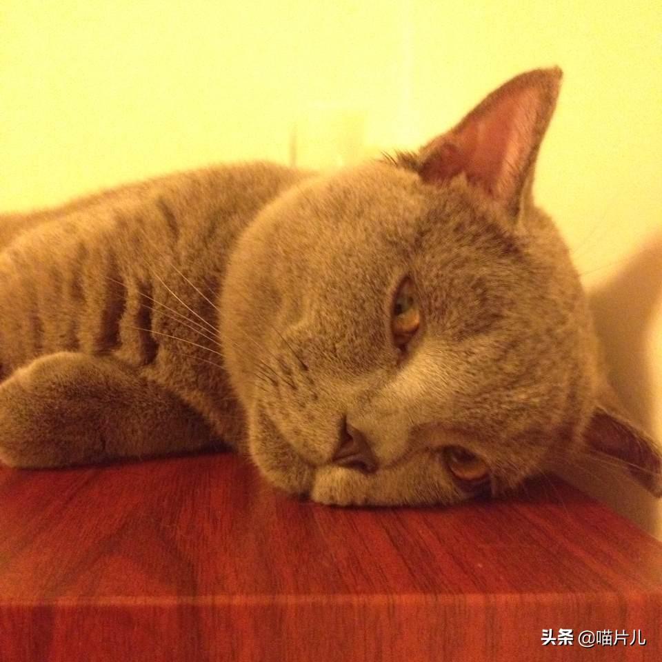 幼猫吃喝正常突然死亡的原因（幼猫吃喝正常突然死亡吐了一身）