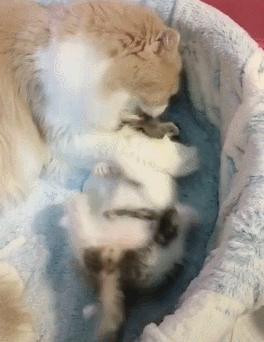 猫爸爸会不会伤害小猫呢（猫爸爸可以和小猫在一起吗）