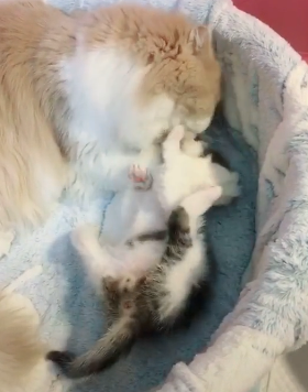 猫爸爸会不会伤害小猫呢（猫爸爸可以和小猫在一起吗）