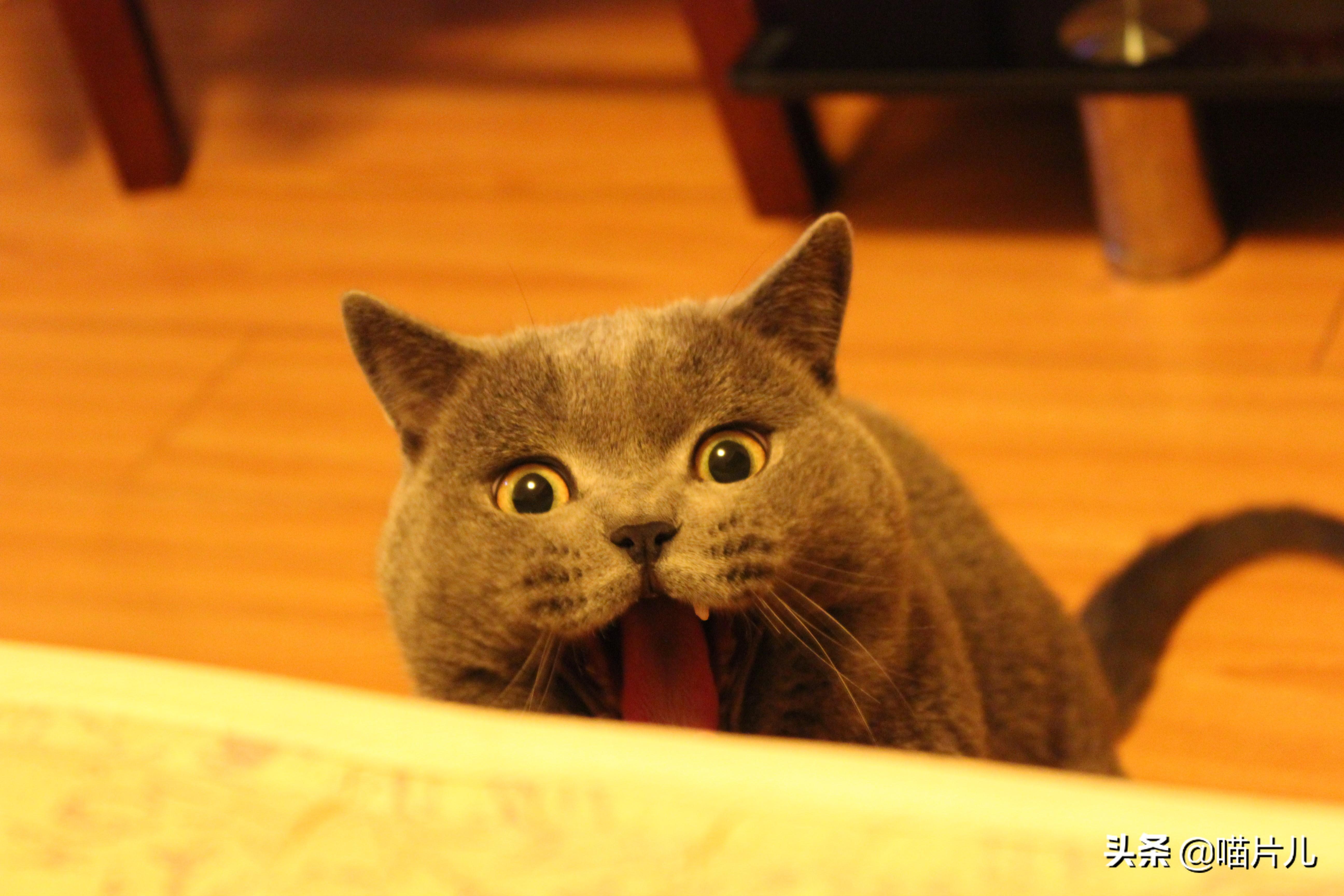 幼猫吃喝正常突然死亡的原因