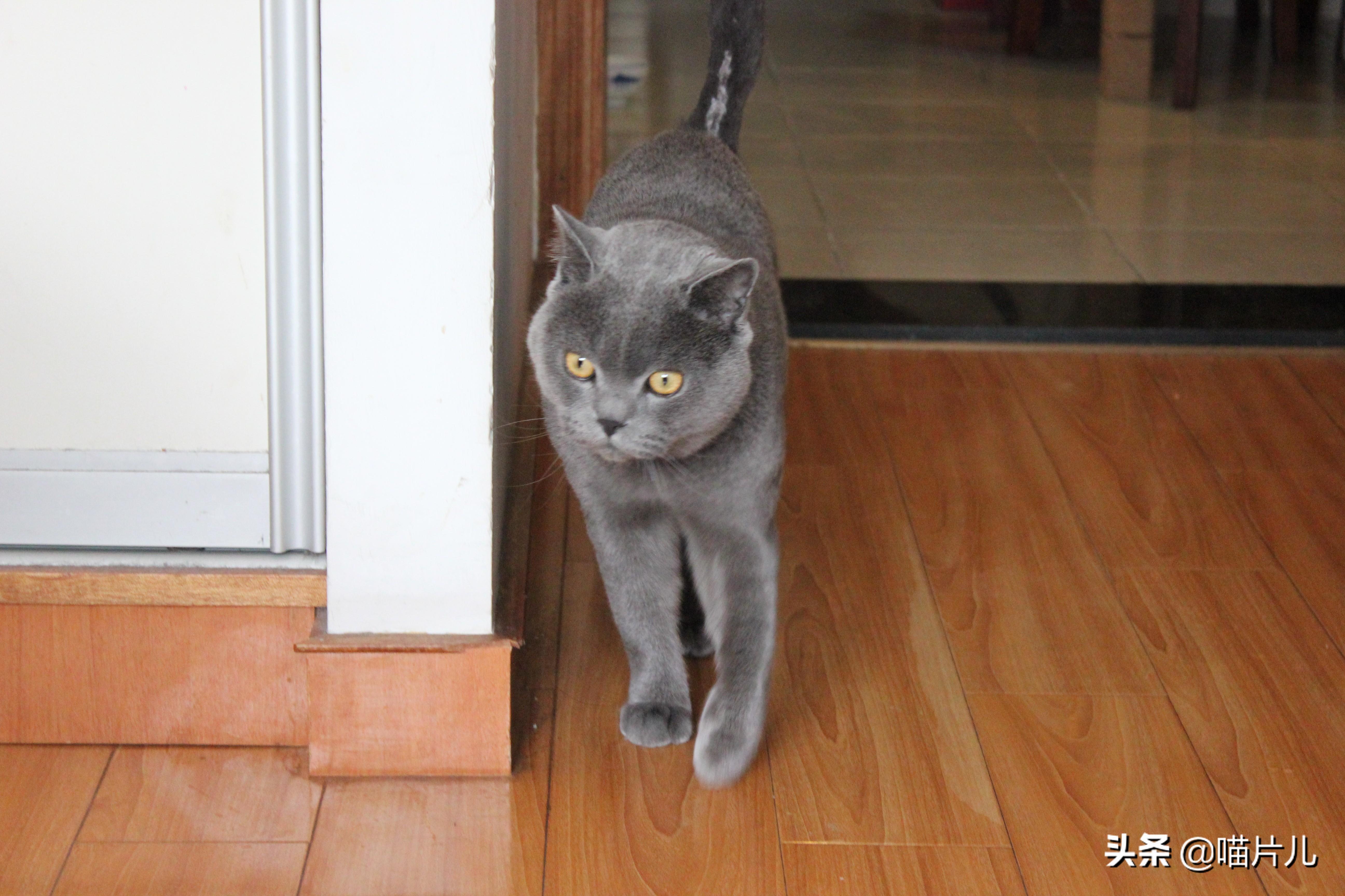 幼猫吃喝正常突然死亡的原因（幼猫吃喝正常突然死亡吐了一身）