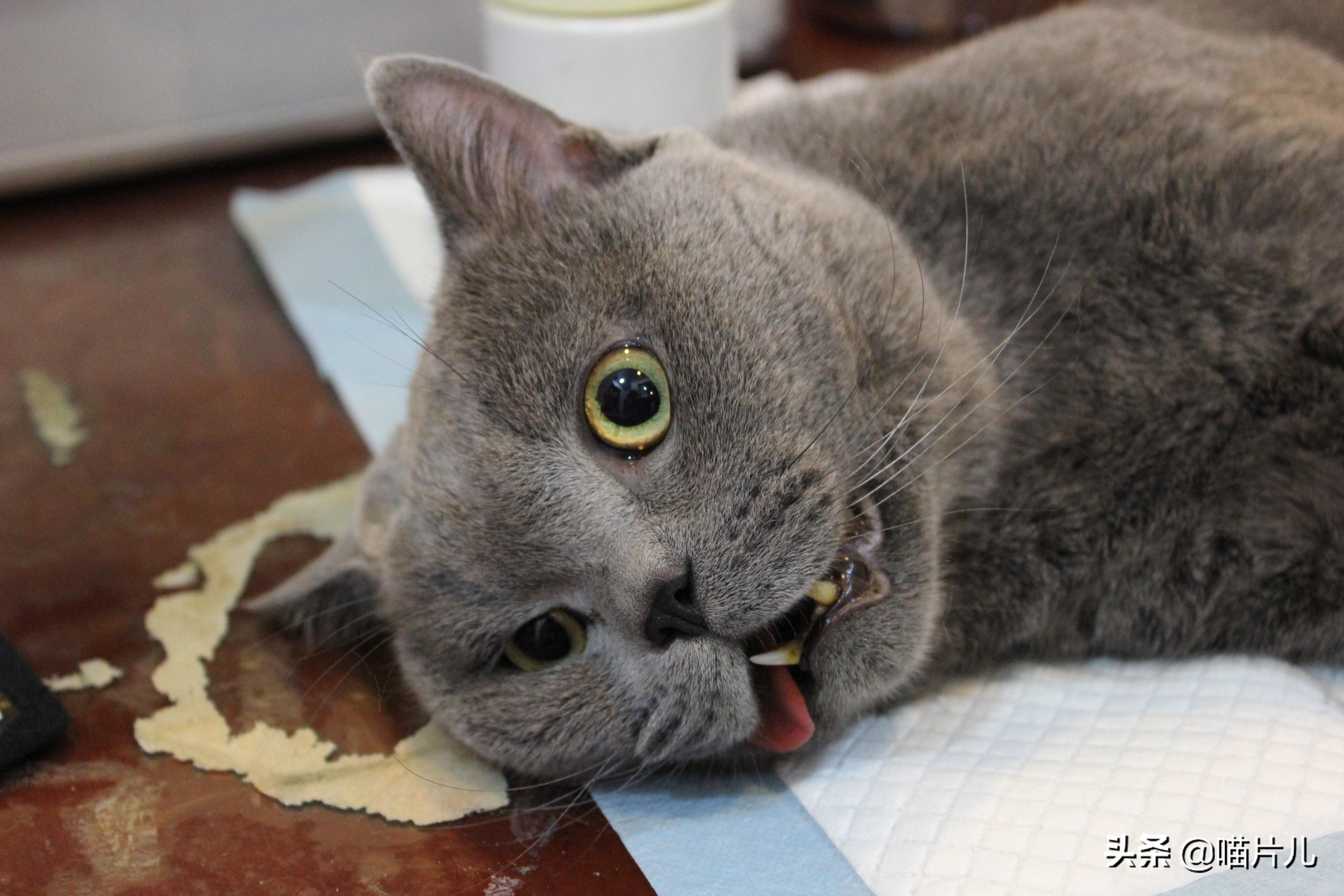 幼猫吃喝正常突然死亡的原因（幼猫吃喝正常突然死亡吐了一身）