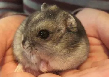 10元一只的是真仓鼠吗