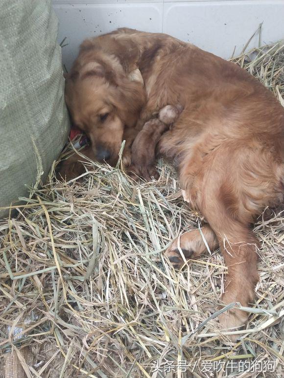 狗狗生了一只没动静了睡觉正常吗（狗狗生一个怎么不生了是下完崽了吗）