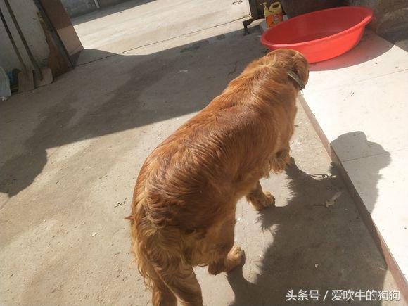 狗狗生了一只没动静了睡觉正常吗（狗狗生一个怎么不生了是下完崽了吗）