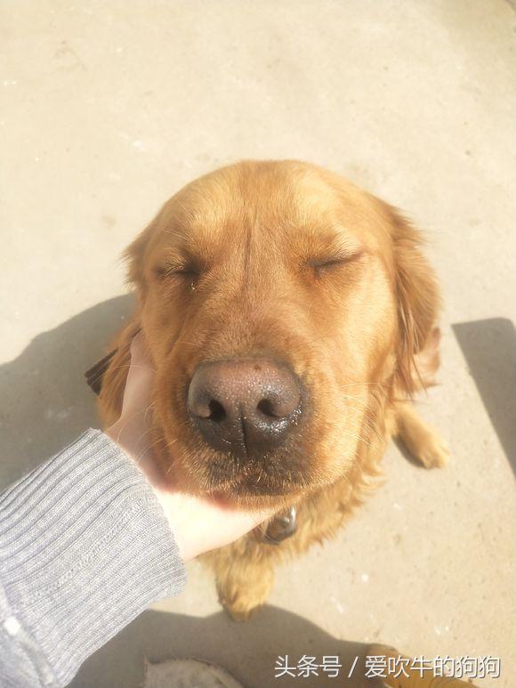 狗狗生了一只没动静了睡觉正常吗