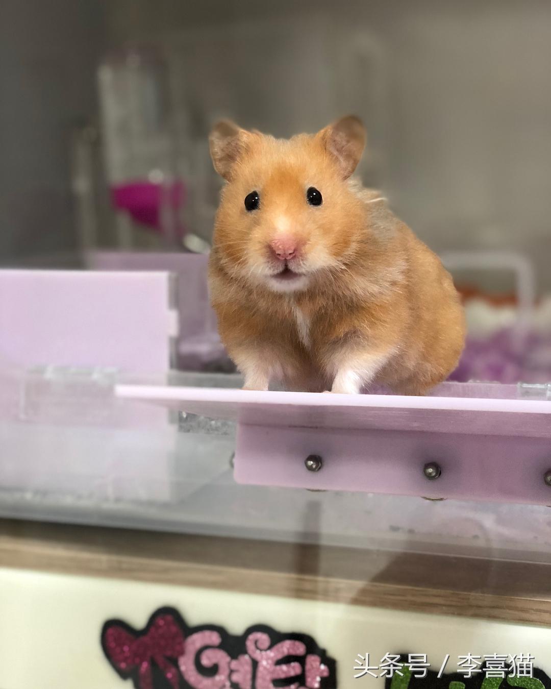 金丝熊假死和真死的区别（养金丝熊的必备东西及注意事项）