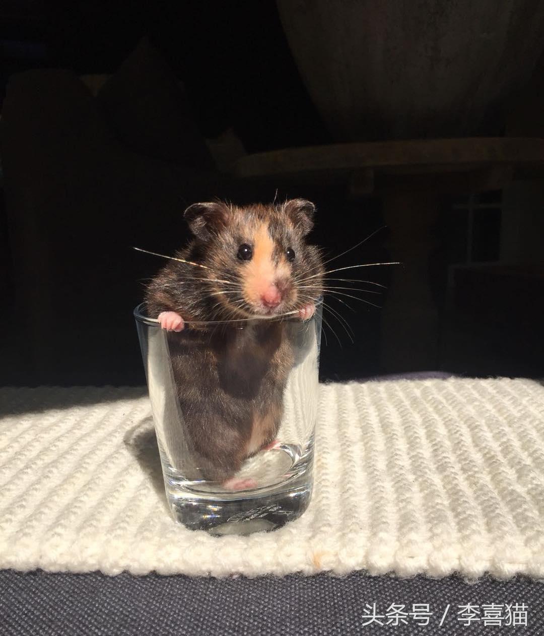 金丝熊假死和真死的区别（养金丝熊的必备东西及注意事项）