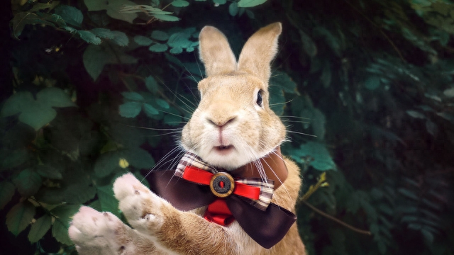 兔子对你示好的表现有吗