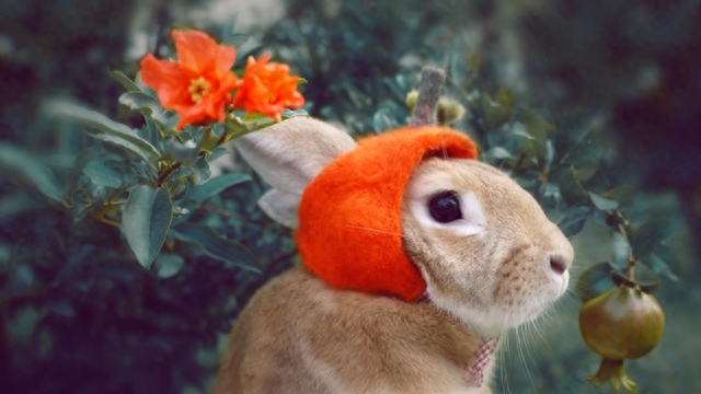 兔子对你示好的表现有吗（注意：兔子也会察言观色的哦）