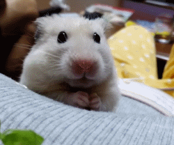 金丝熊假死和真死的区别（养金丝熊的必备东西及注意事项）