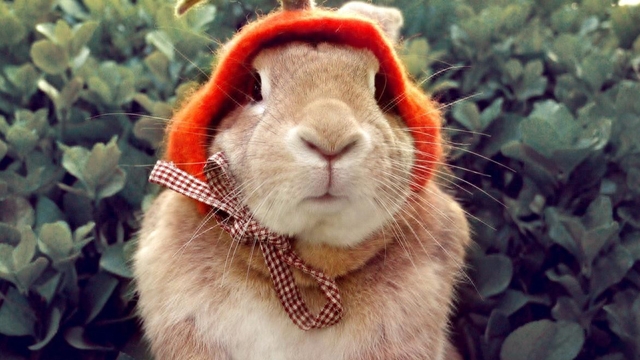 兔子对你示好的表现有吗（注意：兔子也会察言观色的哦）