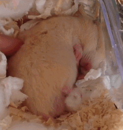 金丝熊假死和真死的区别（养金丝熊的必备东西及注意事项）