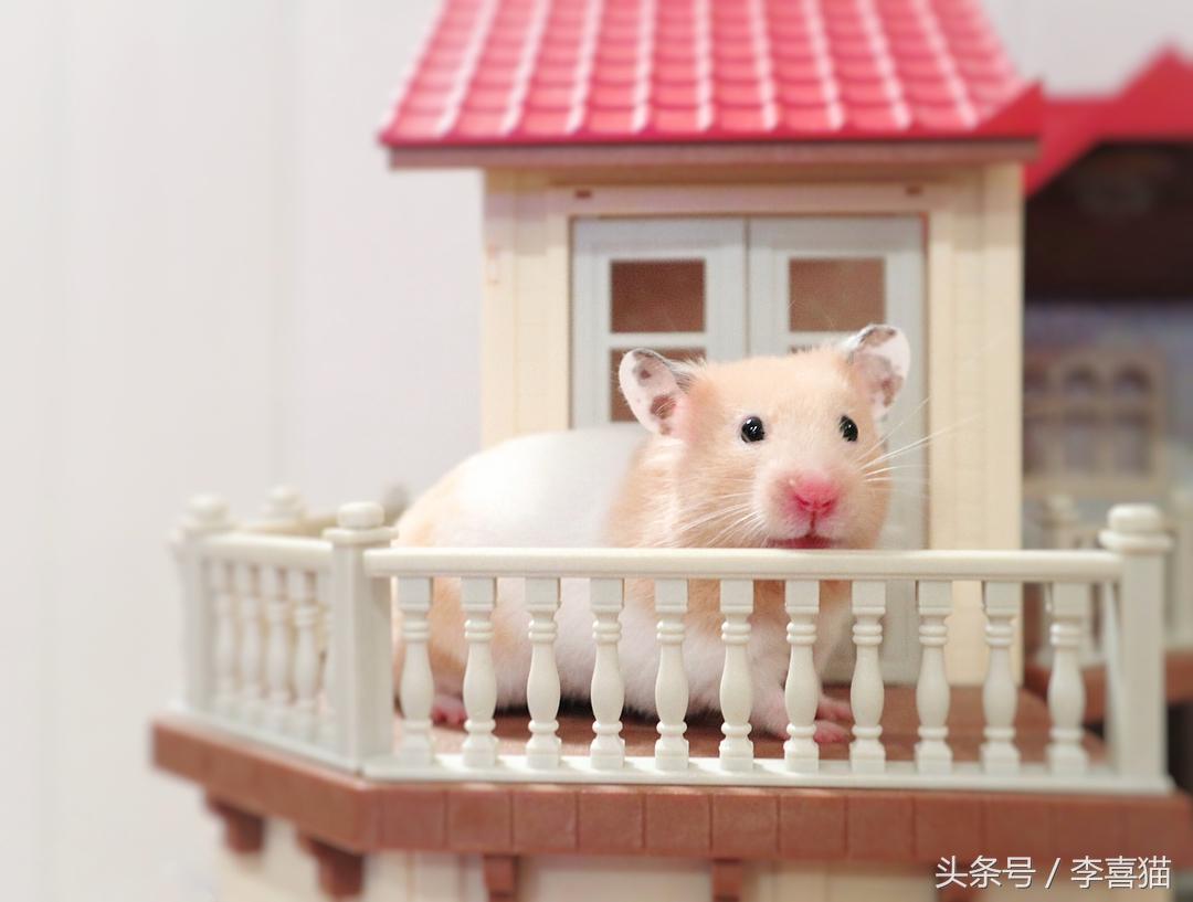 金丝熊假死和真死的区别（养金丝熊的必备东西及注意事项）