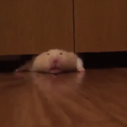 金丝熊假死和真死的区别（养金丝熊的必备东西及注意事项）