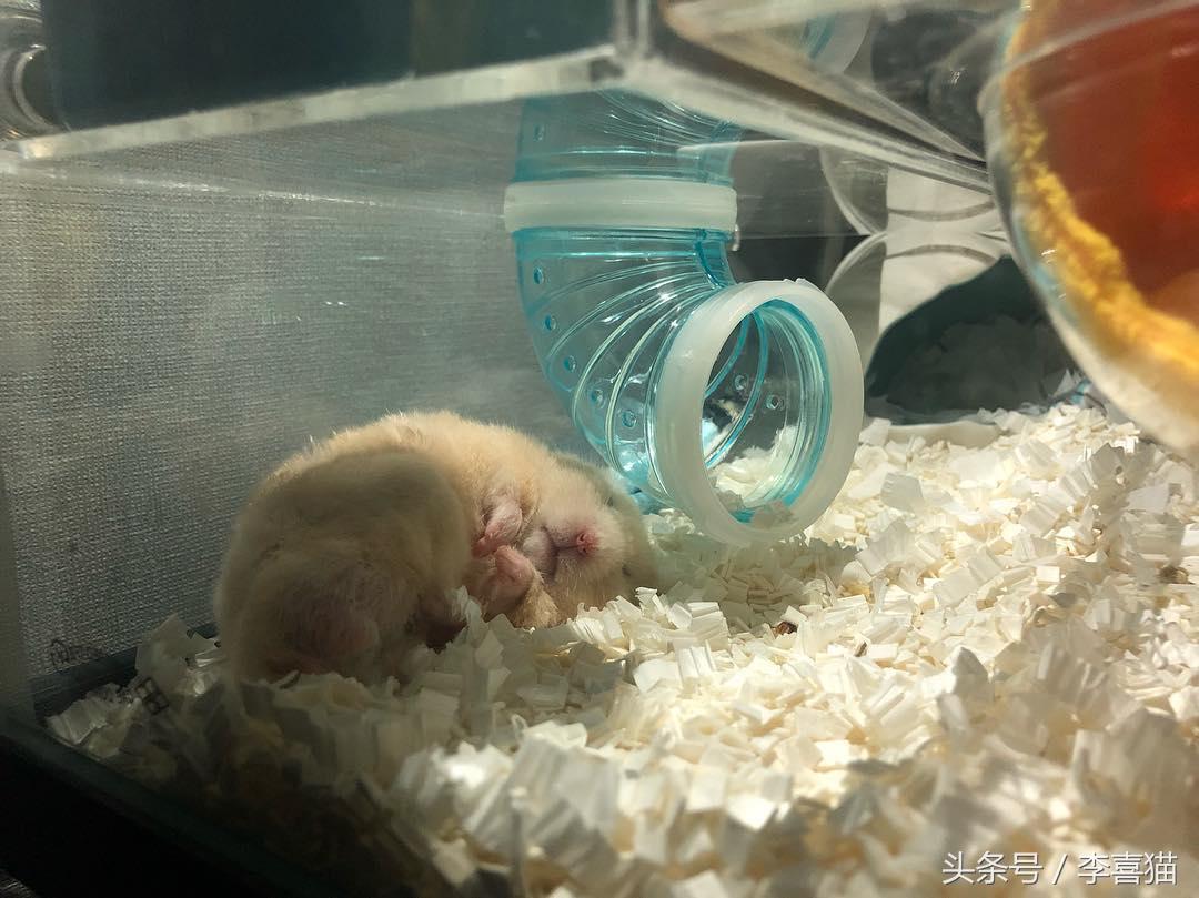 金丝熊假死和真死的区别（养金丝熊的必备东西及注意事项）