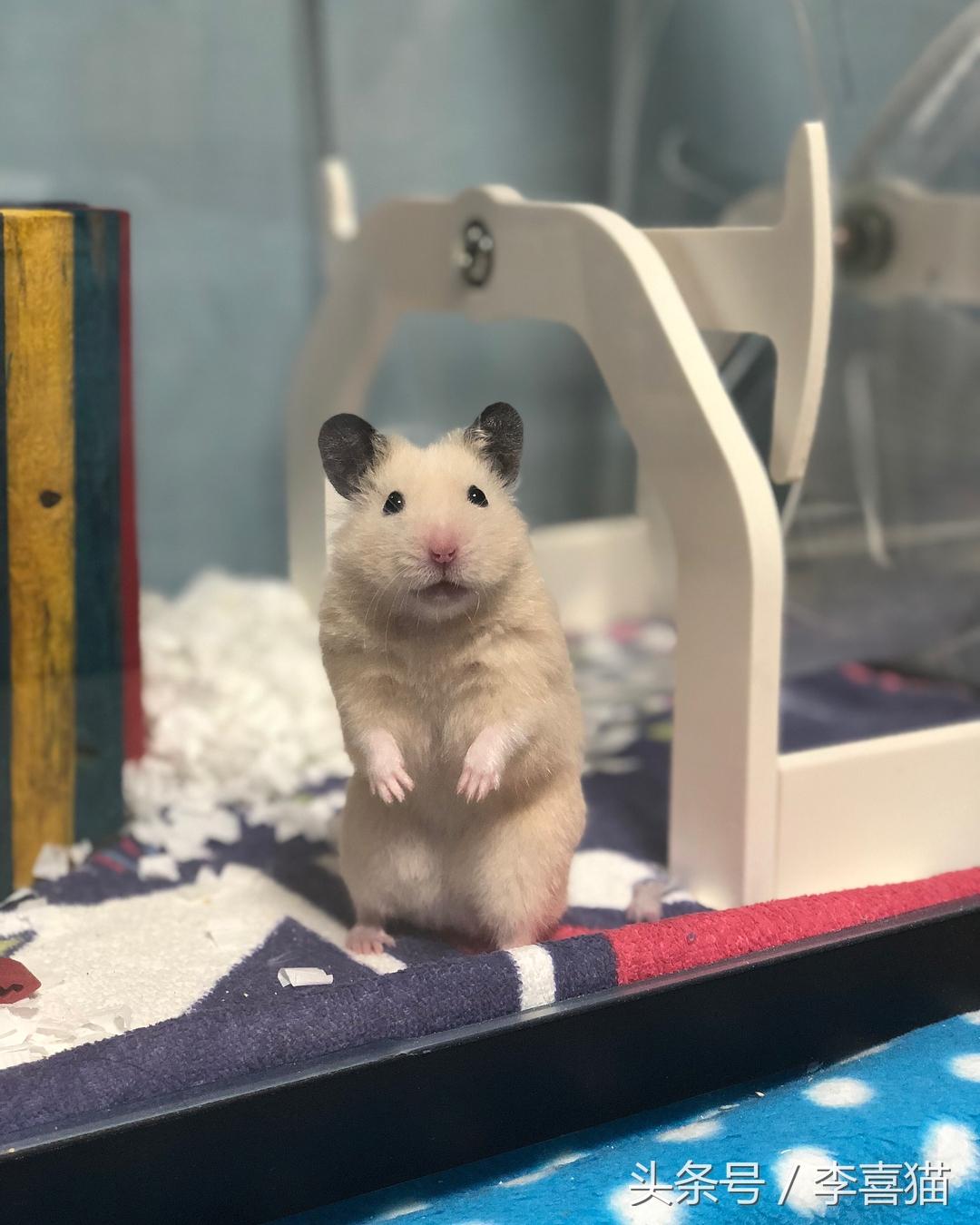 金丝熊假死和真死的区别（养金丝熊的必备东西及注意事项）