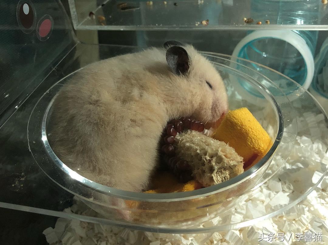 金丝熊假死和真死的区别（养金丝熊的必备东西及注意事项）