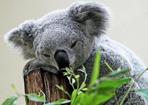 澳大利亚的国宝动物是谁呢（附：考拉是澳大利亚国宝吗）