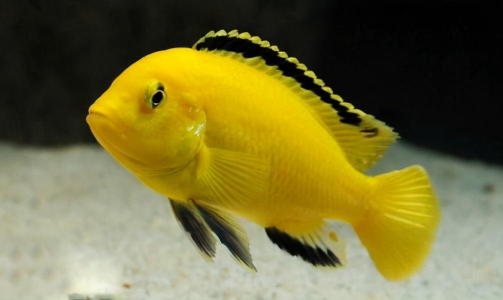 三湖慈鲷难养吗（附：最早进入观赏鱼市场的马鲷）