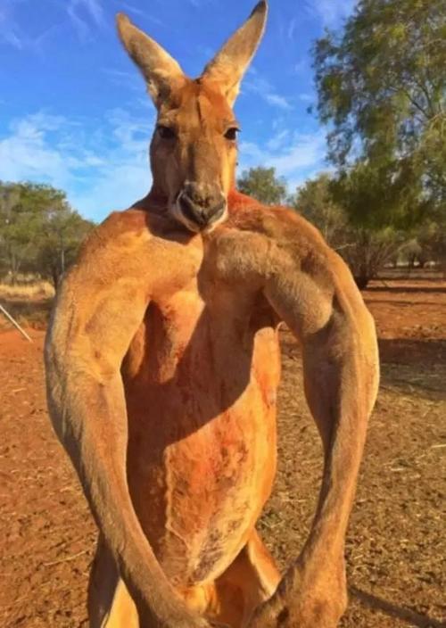 澳大利亚的国宝动物是谁呢（附：考拉是澳大利亚国宝吗）