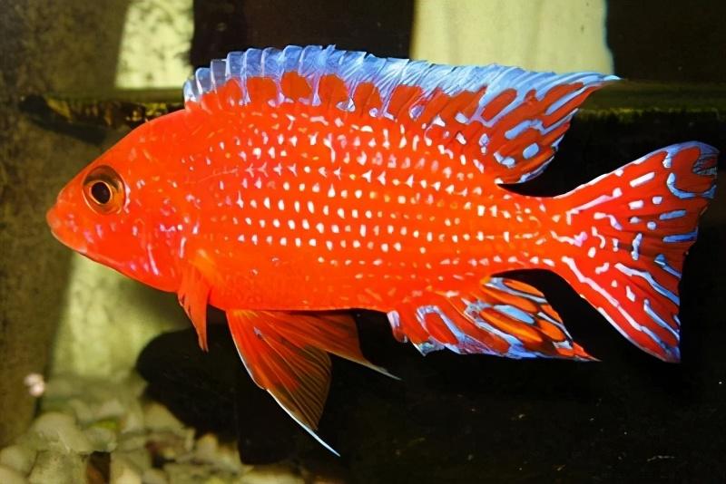 三湖慈鲷难养吗（附：最早进入观赏鱼市场的马鲷）