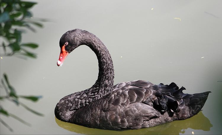 澳大利亚的国宝动物是谁呢（附：考拉是澳大利亚国宝吗）