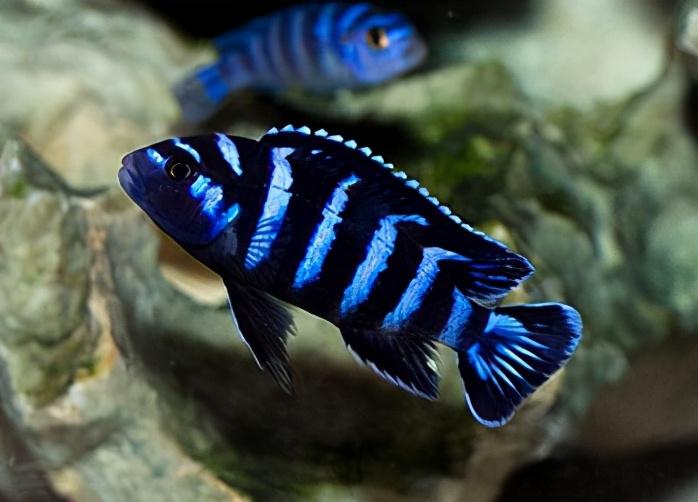 三湖慈鲷难养吗（附：最早进入观赏鱼市场的马鲷）