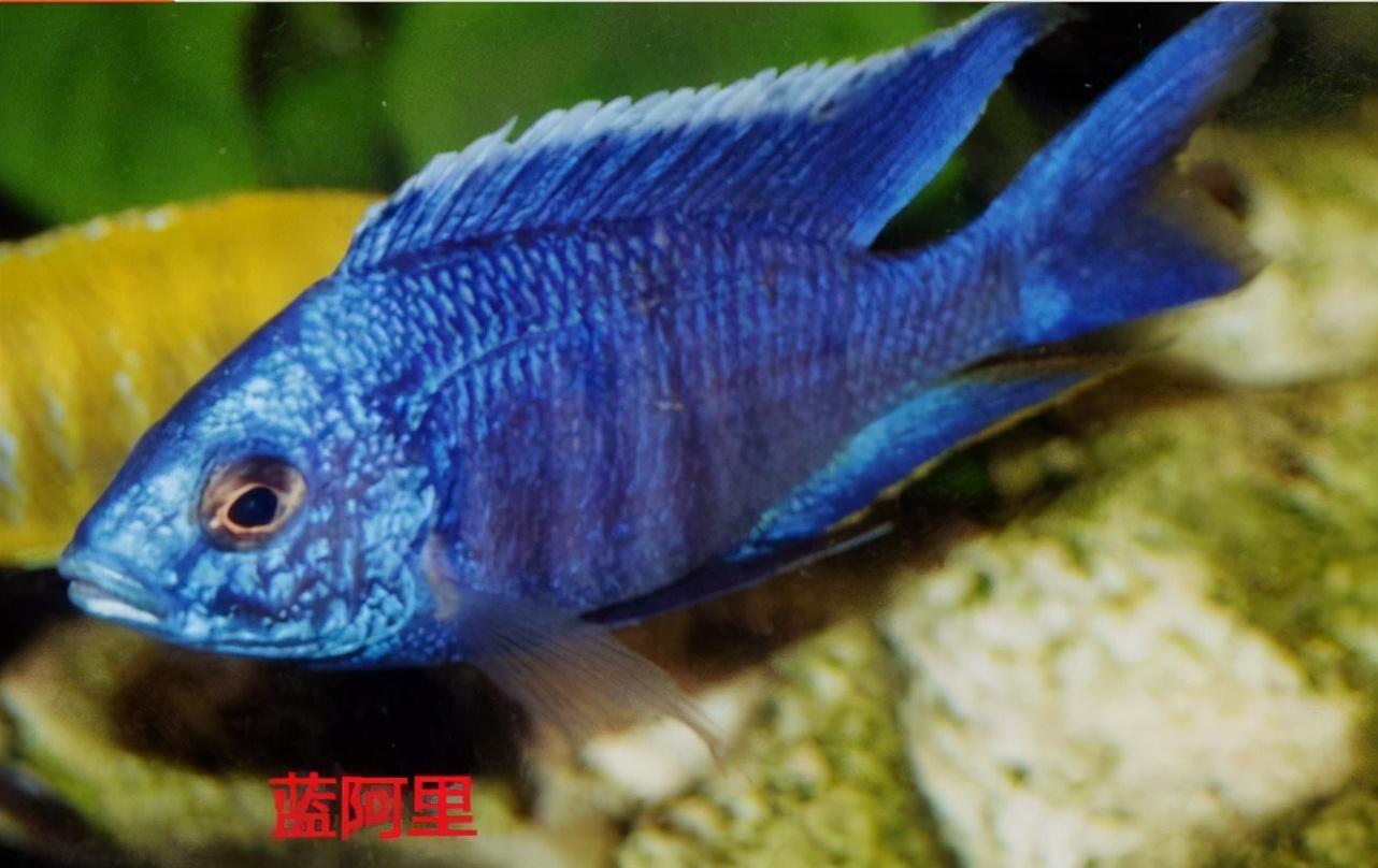 三湖慈鲷难养吗（附：最早进入观赏鱼市场的马鲷）